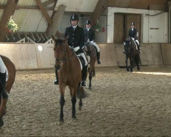 jumper Loretto K. (Westphalian, 1991, from Lord Caletto)