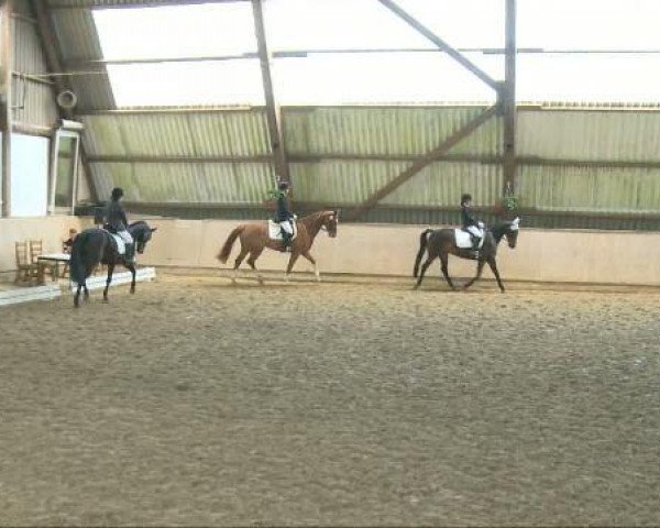 dressage horse La bonita (Pinto / Hunter, 2001, from Eurolines)