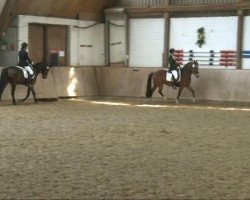 jumper Vina Vicencia (German Riding Pony, 2003, from Vivaldi)