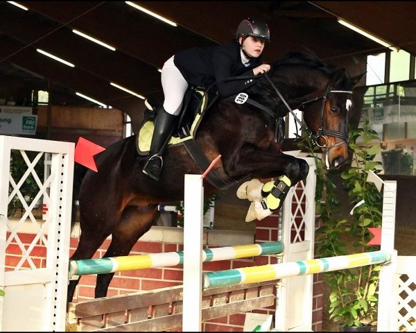 dressage horse Pimkus (Mecklenburg, 2005, from Piment)