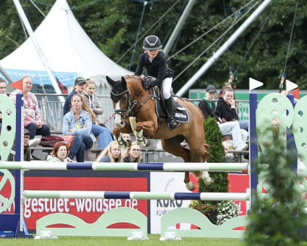 Zuchtstute Queenie B (Kleines deutsches Reitpferd, 2012, von Quatman)