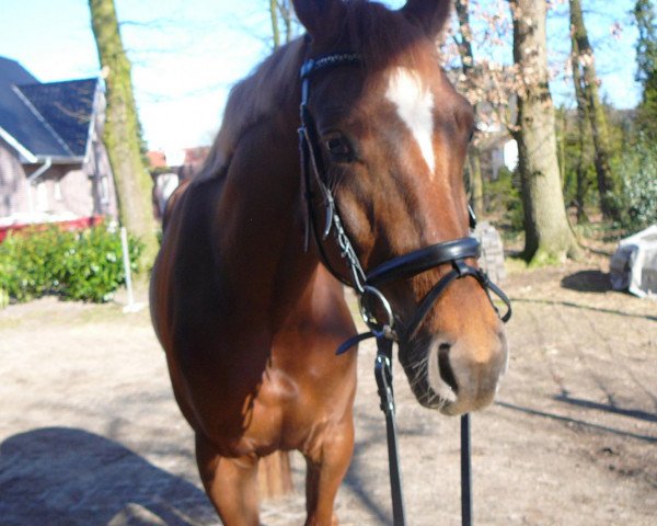 dressage horse Daymons Daylight' (Hanoverian, 2007, from Dacaprio)