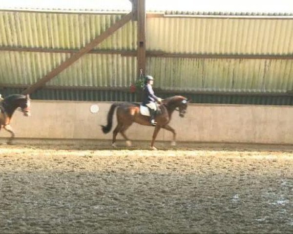 dressage horse Leonidas König von Sparta (Trakehner, 2004, from Sir Chamberlain)