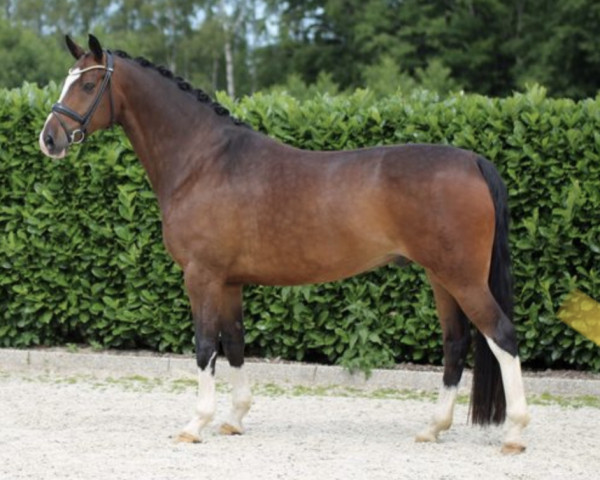 dressage horse Fränzken 3 (Westphalian, 2013, from Feedback 16) dressage horse Fränzken 3 (Westphalian, 2013, from Feedback 16)