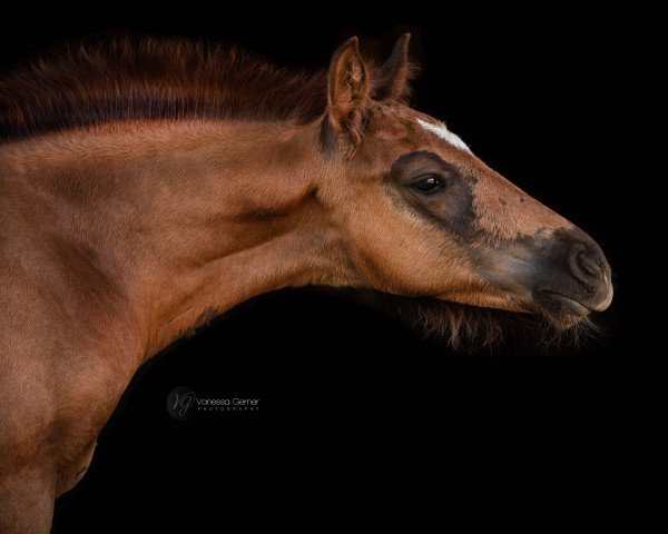 stallion Umi (German Sport Horse, 2022, from DSP Undercover)