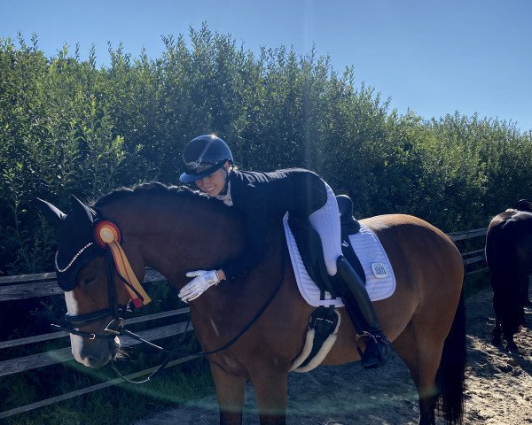 dressage horse Lisandro 11 (Westphalian, 2011, from Lissaro)