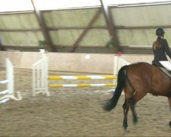 Springpferd Injoy (Hannoveraner, 2007, von Iberio)