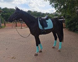 Dressurpferd Sahien (Oldenburger, 2018, von Secret)