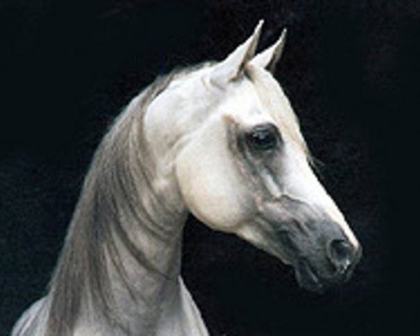 stallion Pasat 1978 ox (Arabian purebred, 1978, from Gwarny ox)