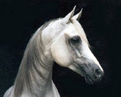 stallion Pasat 1978 ox (Arabian purebred, 1978, from Gwarny ox)