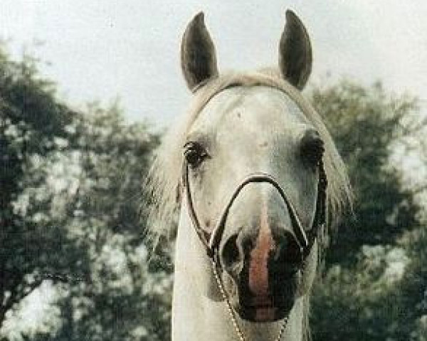 stallion Penthagonn ox (Arabian purebred, 1985, from Pasat 1978 ox)