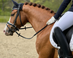 Deckhengst Top Vancouver (Deutsches Reitpony, 2016, von Top Vidal)