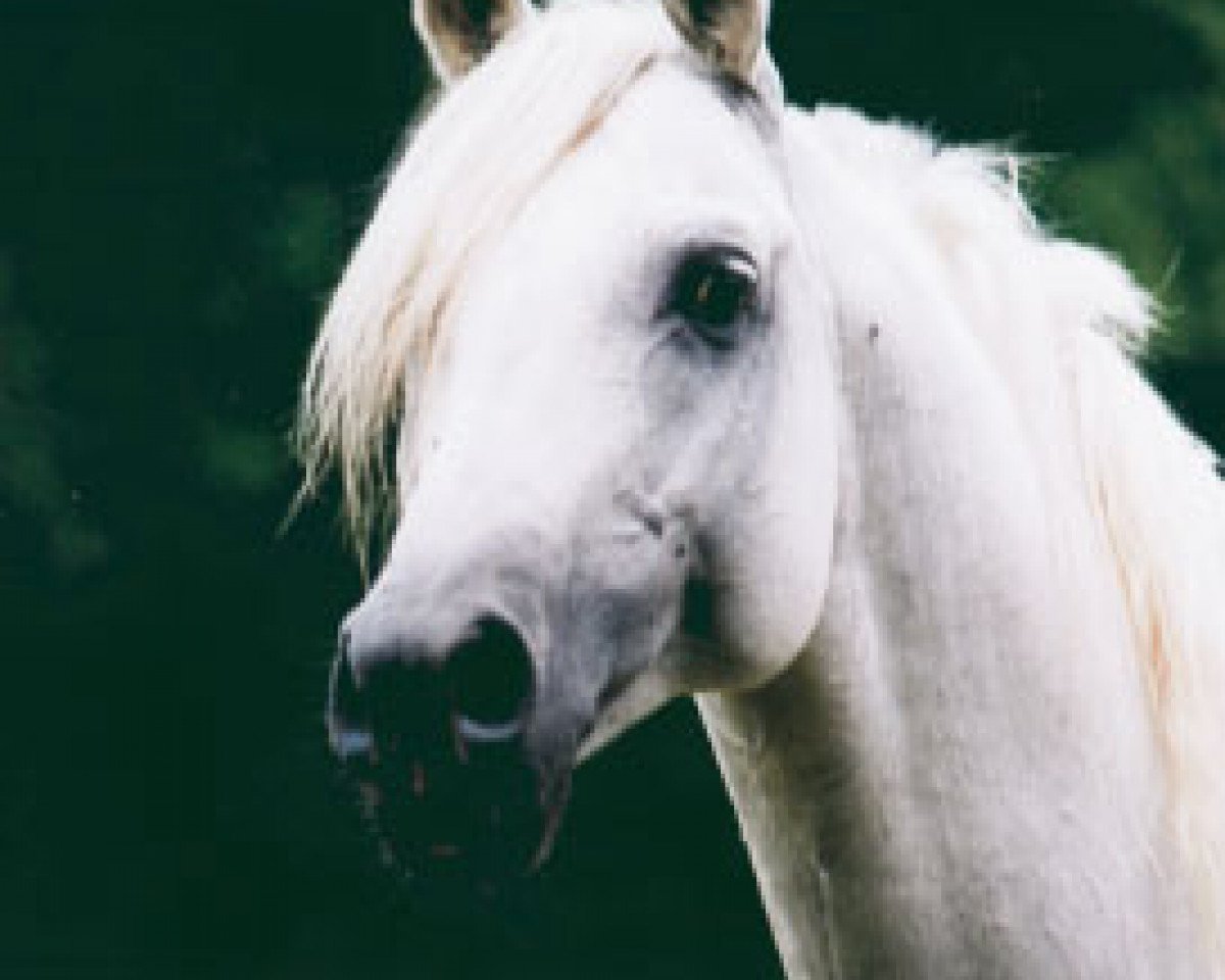 stallion Amurath Deria ox (Arabian purebred, 1994, from Penthagonn ox)