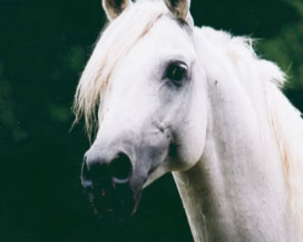 stallion Amurath Deria ox (Arabian purebred, 1994, from Penthagonn ox)