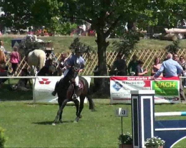 jumper Sunetra (German Sport Horse, 2004, from Souveraen)