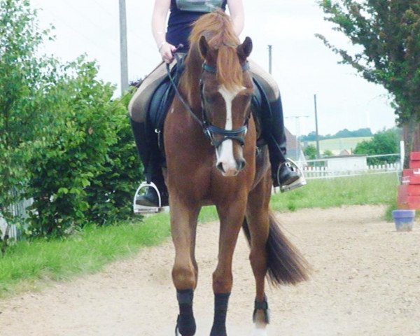 jumper Fair Play 181 (Westphalian, 2005, from Farbenfroh)