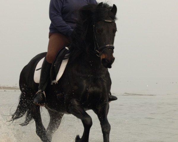 dressage horse Talisha (Friese, 2002, from Tjerk)