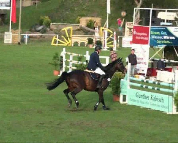 jumper Ringo Star (German Sport Horse, 2004, from Rittersport)