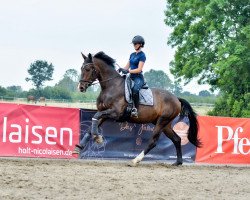 dressage horse Seacret (KWPN (Royal Dutch Sporthorse), 2019, from Secret)