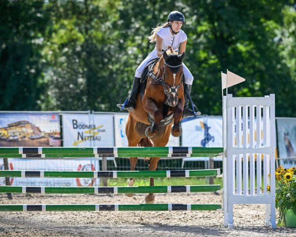 jumper Cartana C CH (+) (Swiss Warmblood, 2008, from Comet A.S. FL.)