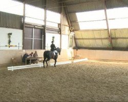 dressage horse Arissa 14 (Westphalian, 2001, from Arpeggio)