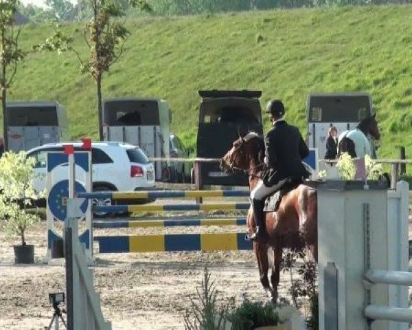 Cavallo da salto Atlanta 476 (Westfale, 2004, di Arpeggio)