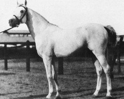 stallion Mansour 1921 RAS (Arabian purebred, 1921, from Gamil Manial 1912 RAS)