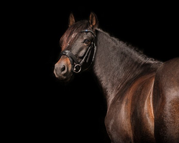 dressage horse Nightstar von der Geest (German Riding Pony, 2018, from Nobel Dancing Boy)