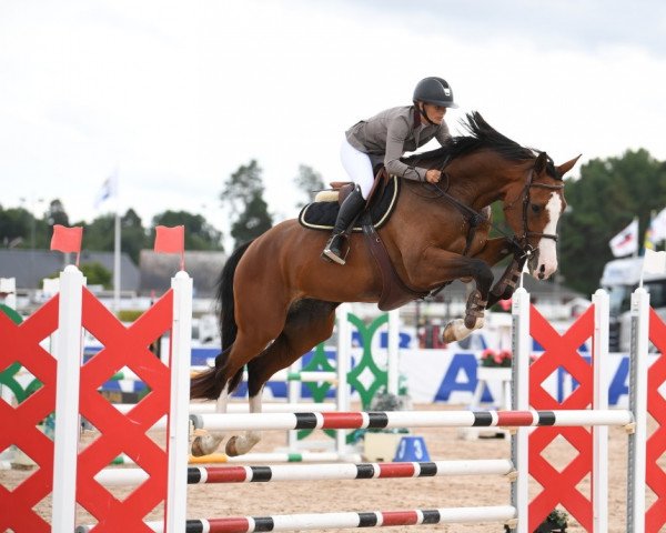 horse Imperia (Holsteiner, 2016, from Cascadello)