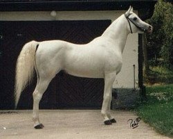 stallion Saher 1967 ox (Arabian purebred, 1967, from Ghazal 1953 EAO)