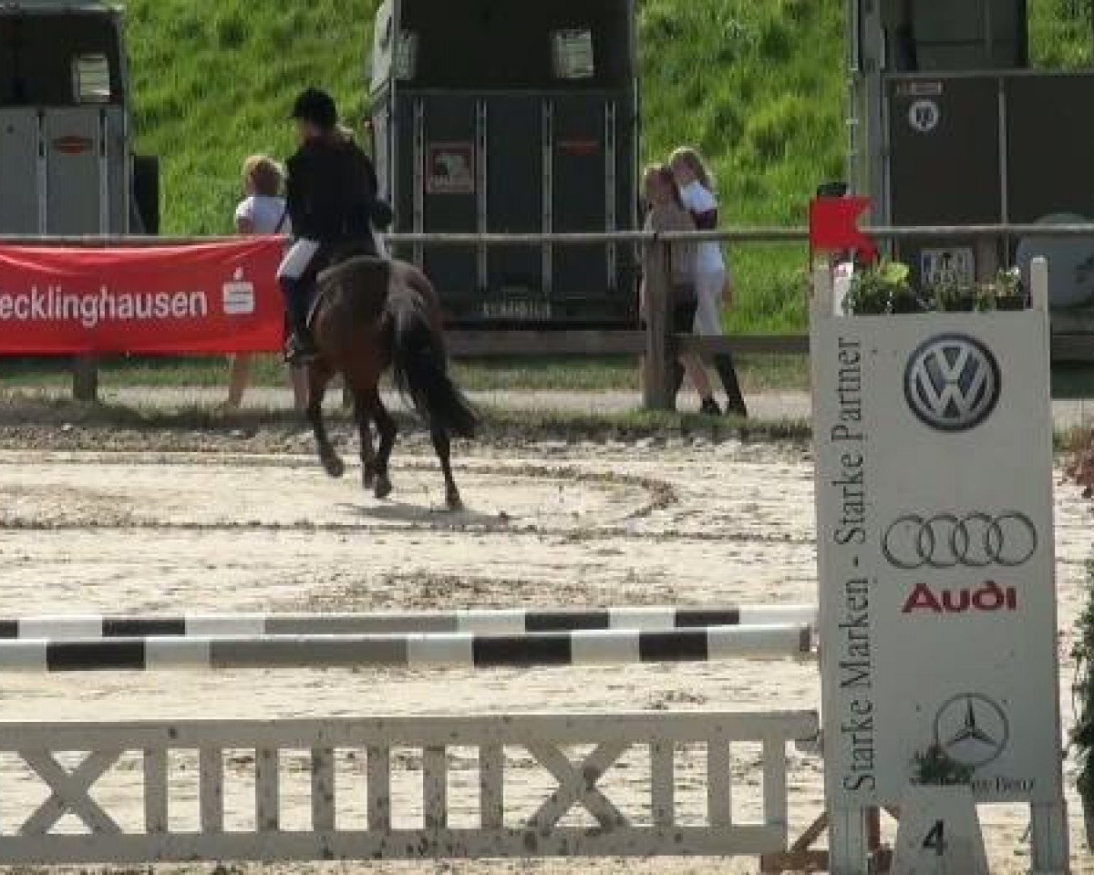 Dressurpferd Kimberly de luxe (Deutsches Reitpony, 2001, von Bossanova)