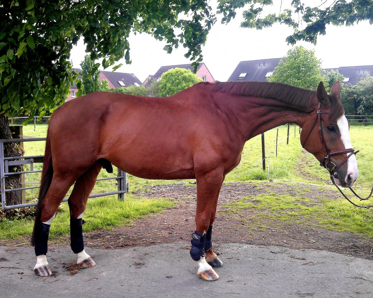 Pferd Bora-Bora (Belgisches Warmblut, 2001, von Olympic Ramiro)