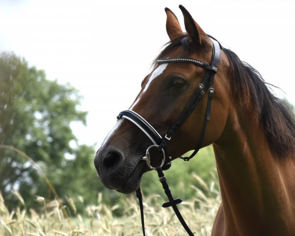 horse Casting Show (Holsteiner, 2014, from Castino 4)
