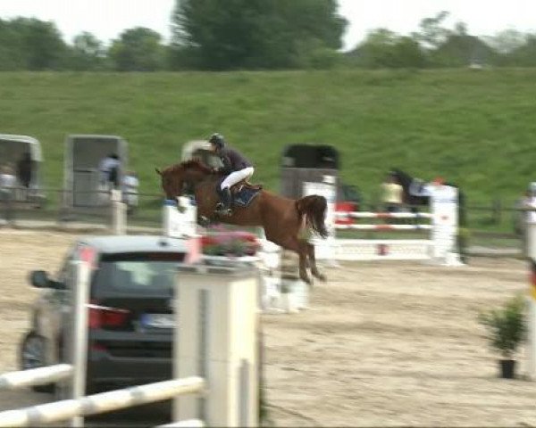 Springpferd Peggy 616 (Westfale, 2003, von Pep)