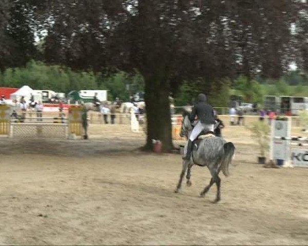 jumper Eragon 15 (Hanoverian, 2002, from Erasmus)