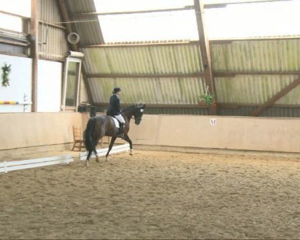 dressage horse Rubinio 14 (Hanoverian, 2000, from Rouletto)