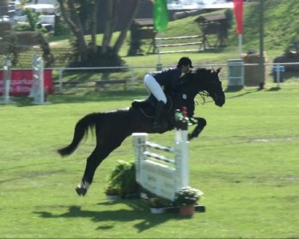jumper Guardian Angel 9 (Hanoverian, 1994, from Graf Grannus)