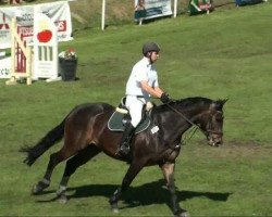 jumper Pajero 34 (German Sport Horse, 2004, from Potsdam)