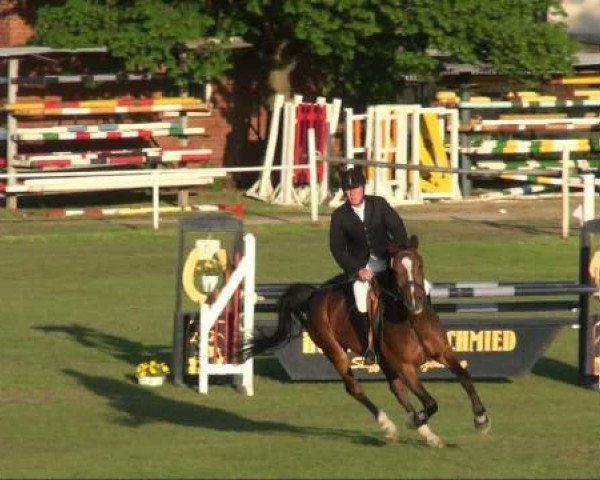 jumper Casanova (German Sport Horse, 2004, from Coolman)