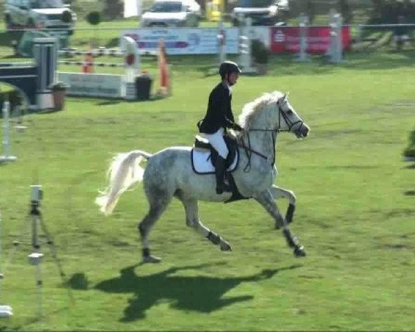 jumper Las Pebbles (Saxony-Anhaltiner, 2002, from Levisto Z)
