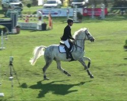jumper Las Pebbles (Saxony-Anhaltiner, 2002, from Levisto Z)