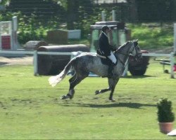 Springpferd Götterfunke 6 (Hannoveraner, 2005, von Graf Top)