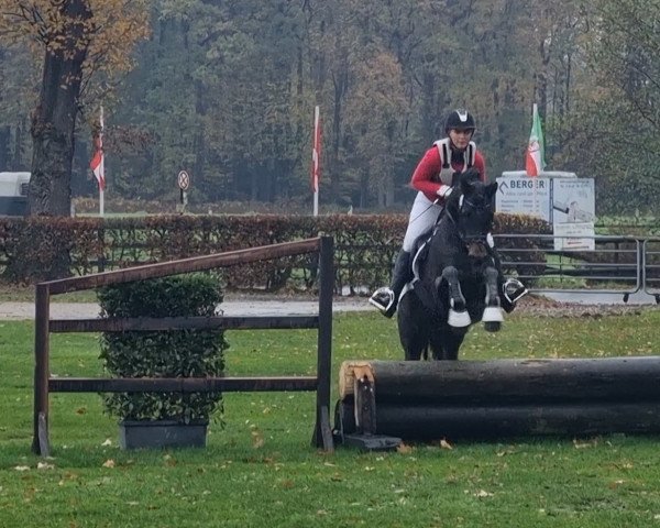 dressage horse Captain Kirst Gw (German Riding Pony, 2016, from Captain Meyer WE)