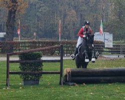 dressage horse Captain Kirst Gw (German Riding Pony, 2016, from Captain Meyer WE)
