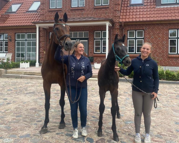 horse Stute von Zuccero / Contact Me (Holsteiner, 2022, from Zuccero Hv)