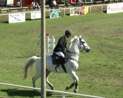jumper Larissa 627 (German Warmblood, 1995)