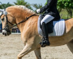 dressage horse Wickie 55 (Haflinger, 2015, from Wunderknabe)