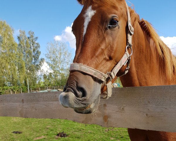 horse Hammingway (German Riding Pony, 2018, from Hesselteichs Grimaldi)