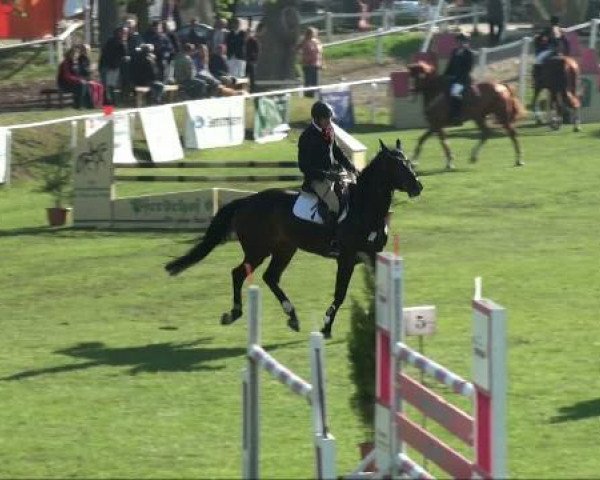 broodmare Corvanna (German Sport Horse, 2005, from Corrado jr.)