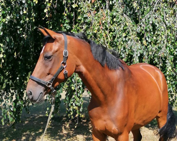 jumper Pebbels R (Oldenburg show jumper, 2017, from Perigueux)